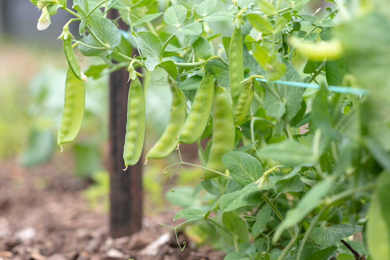close view of Oregon sugarpod peas growing in a garden