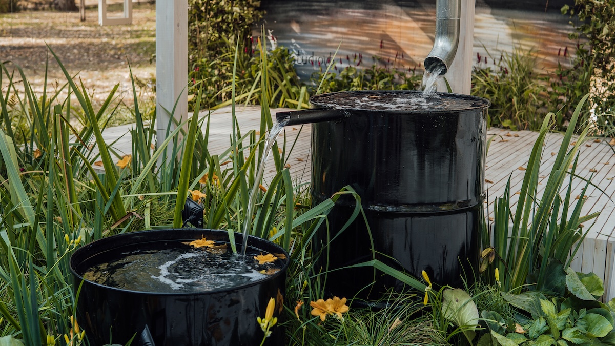 A roof gutter pours water into a rain water barrel that subsequently pours excess water in another bucket.