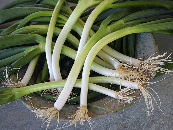 long green onions on a ceramic plate