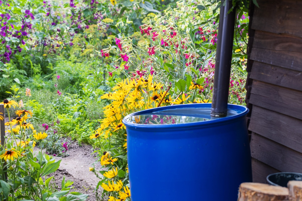A large rain barrel collects water directly from a gutter attached to a house.