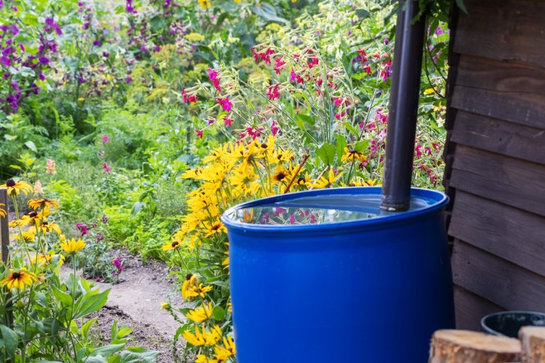 A large rain barrel collects water directly from a gutter attached to a house.