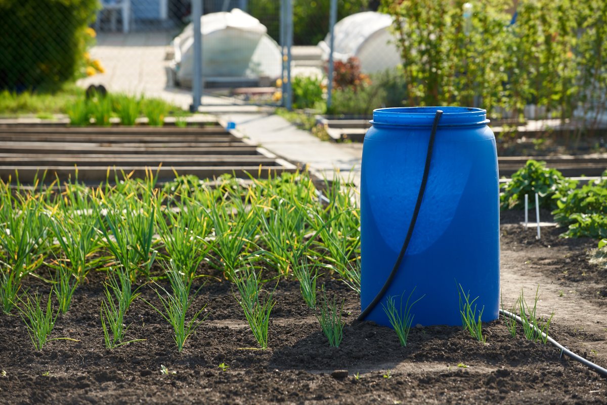 A large rain barrel standard in a row of vegetables planted in a large garden. 