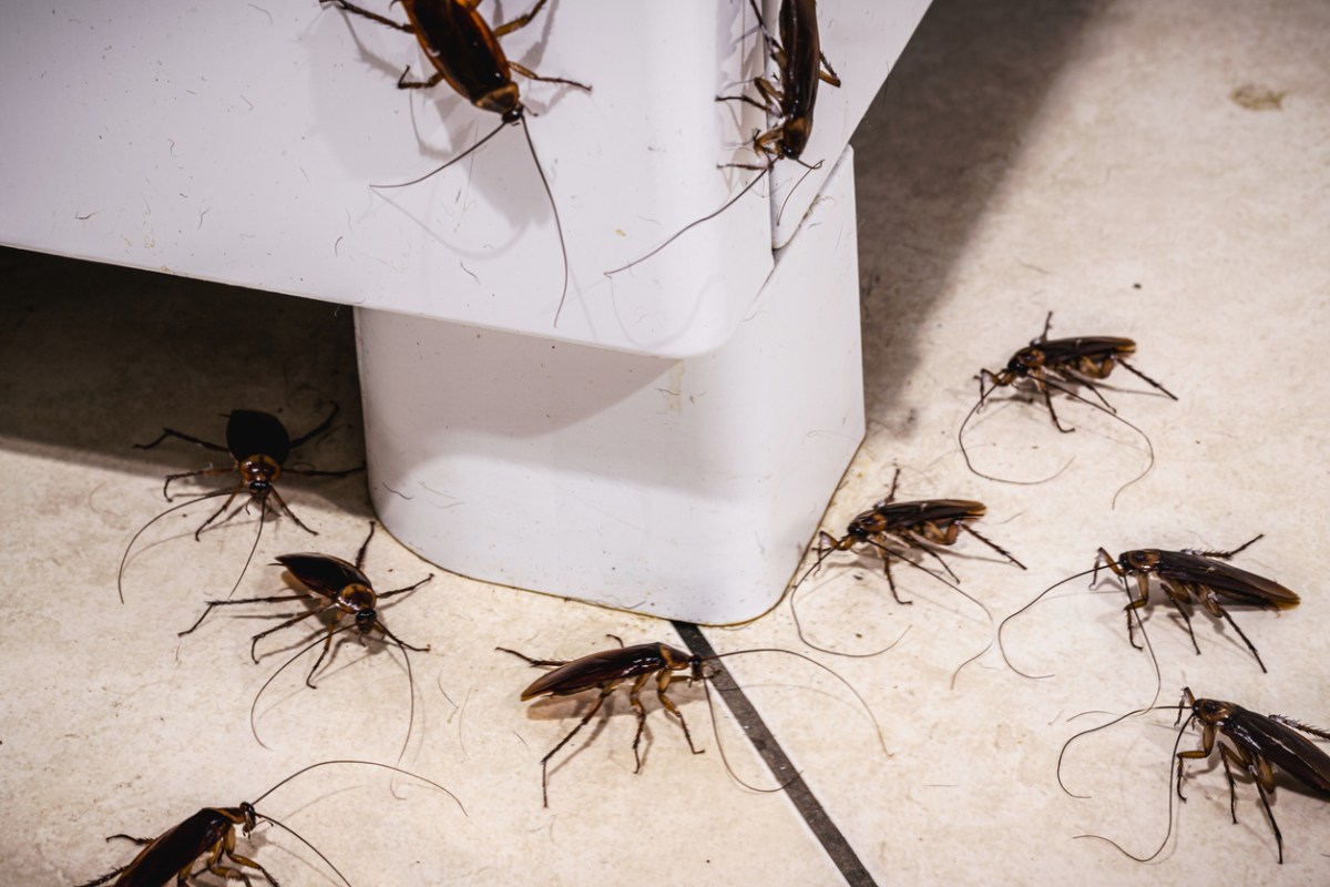 why are there suddenly so many cockroaches in my house