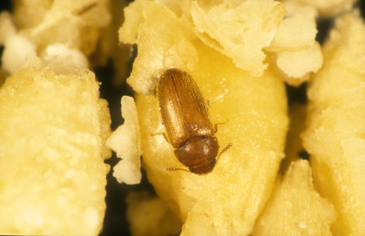 Brown hairy fungus beetle on grains