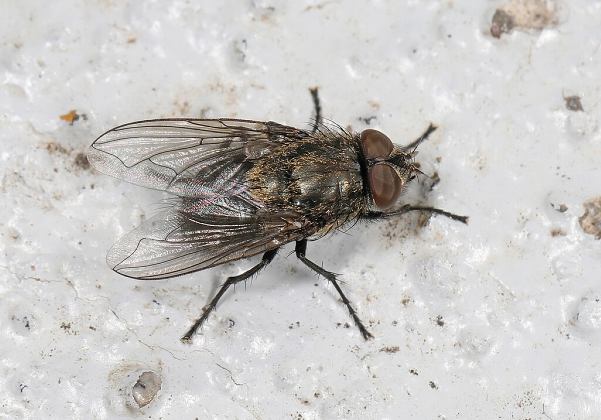 Cluster fly on white floor