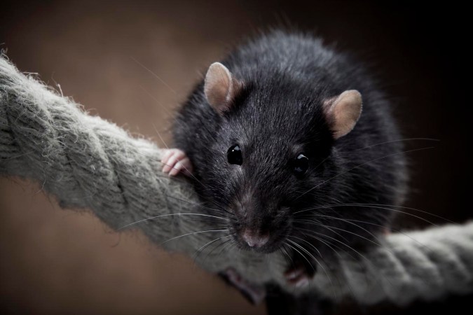 This U.S. City Tops Orkin’s List of the ‘Rattiest Cities’ for the 9th Year in a Row