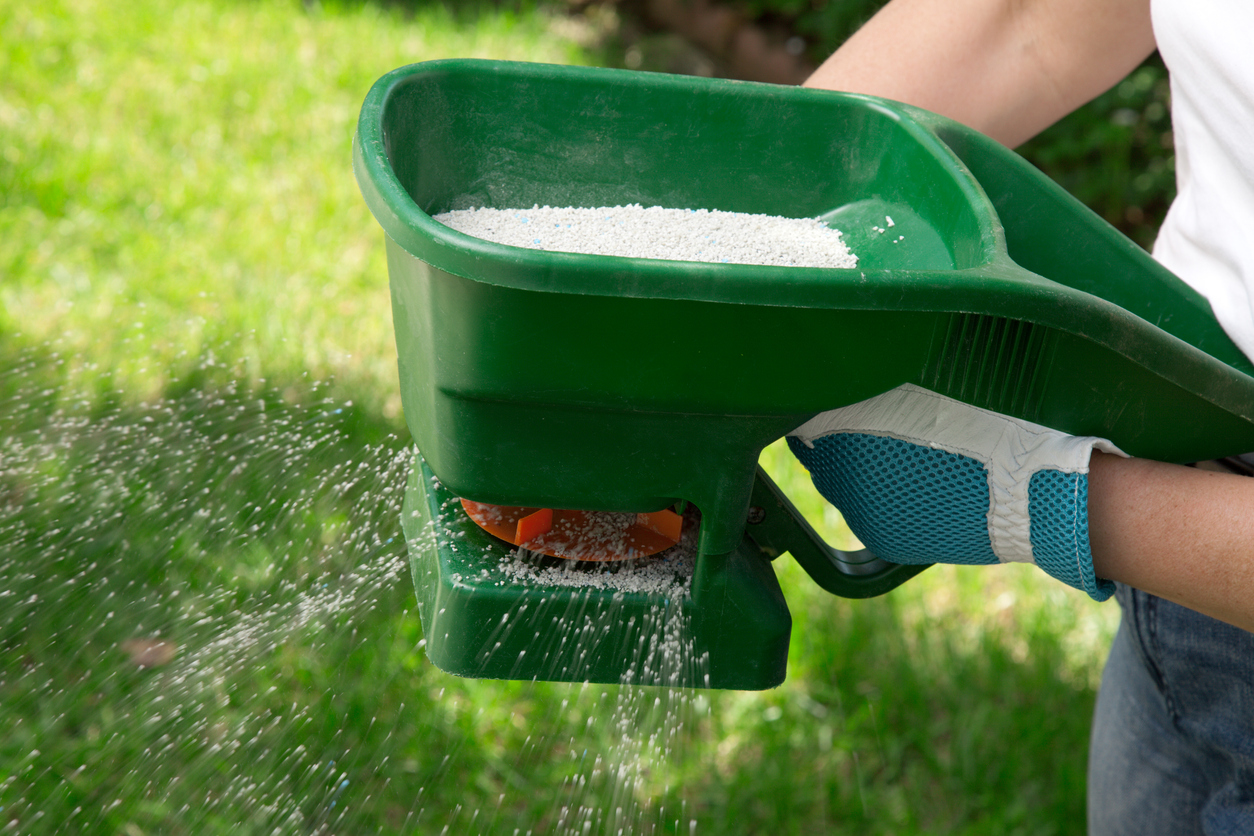 A person wearing gardening gloves while using a handheld spreader to apply the best winter grass fertilizer to a lawn