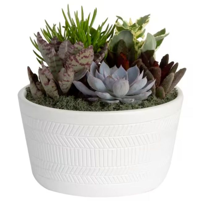 The 50 Hottest Gifts from Home Depot: A Gift That Greens