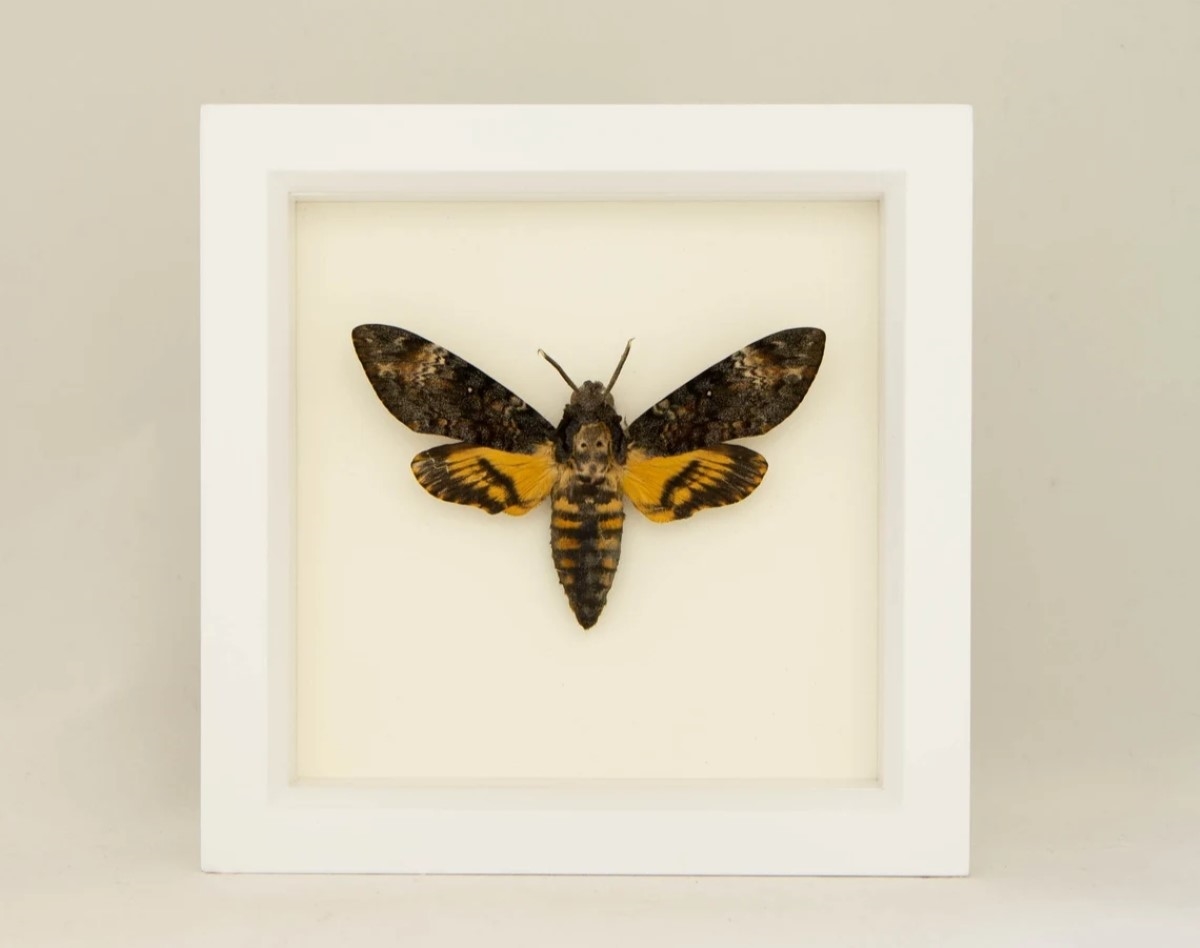 Moth in white frame.