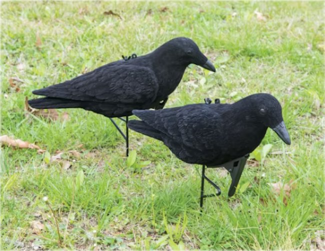Two crow decoys in a suburban lawn.