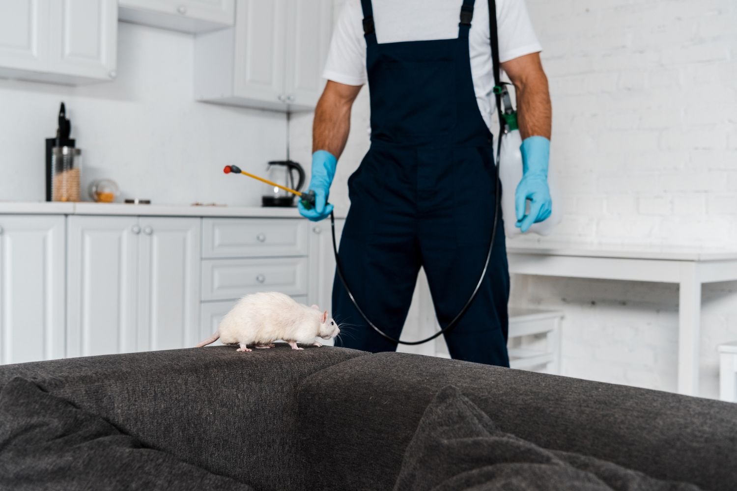 How Much Does a Rat Exterminator Cost? (2023) Bob Vila