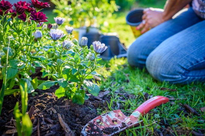 This Is the Best Mulch for Flower Beds