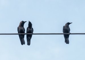 Three crows roosting on an electric cable.