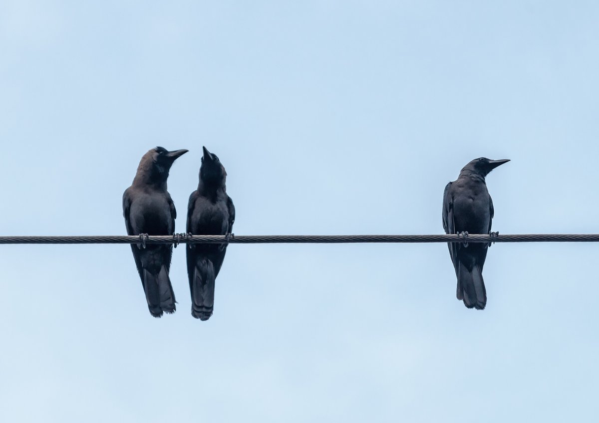Three crows roosting on an electric cable.