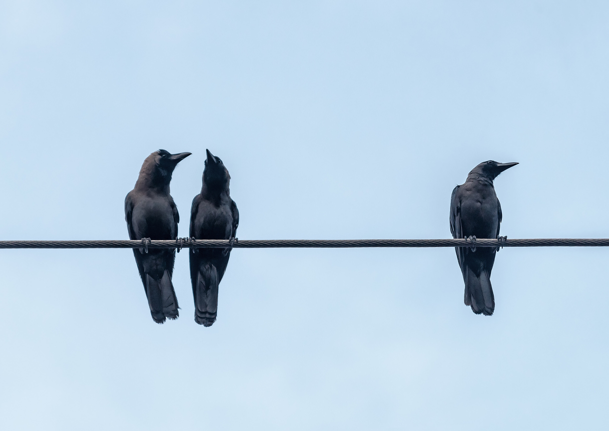 three crows on the electric cable