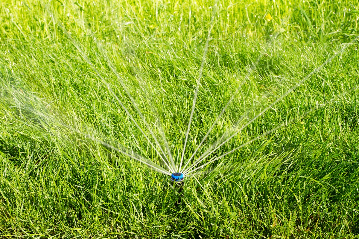 A single sprinkler head watering a long now-mow grass lawn.