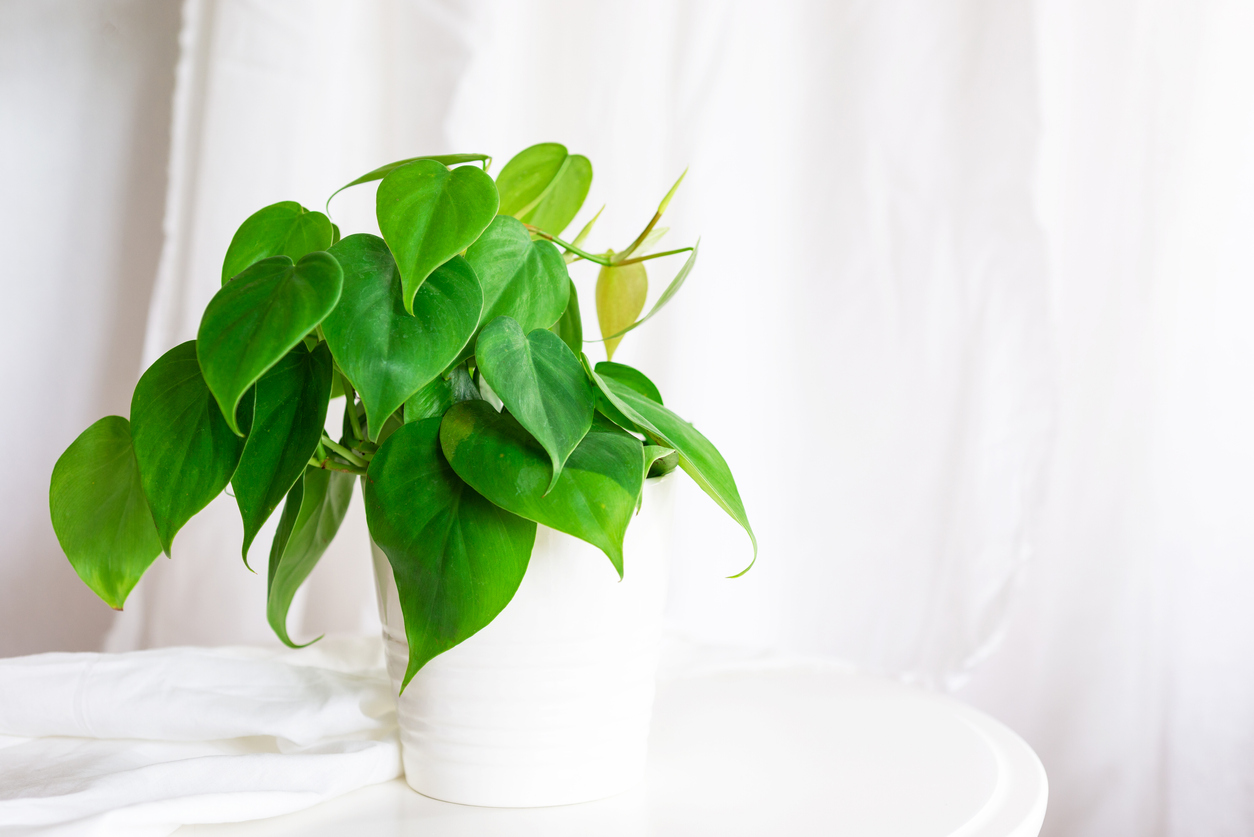 Bright green Heartleaf Philodendron plant in white pot with bright white backdrop.