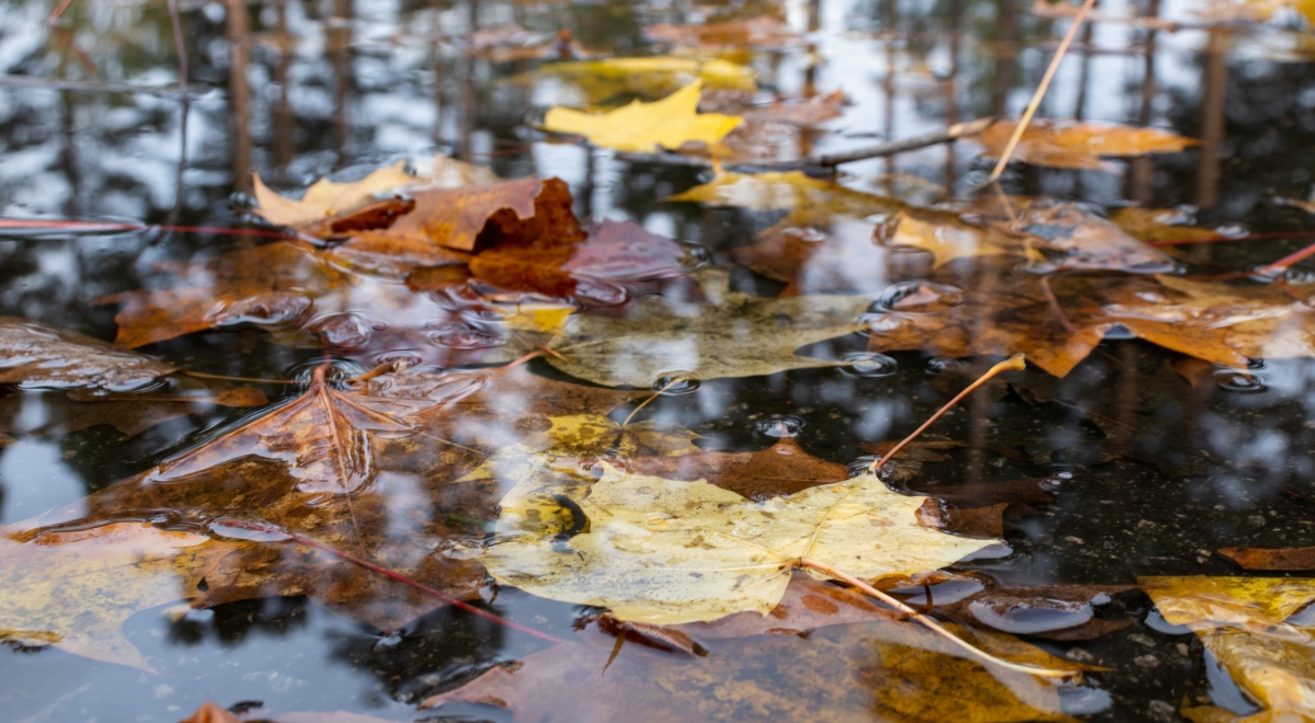 Leaves in puddle of water