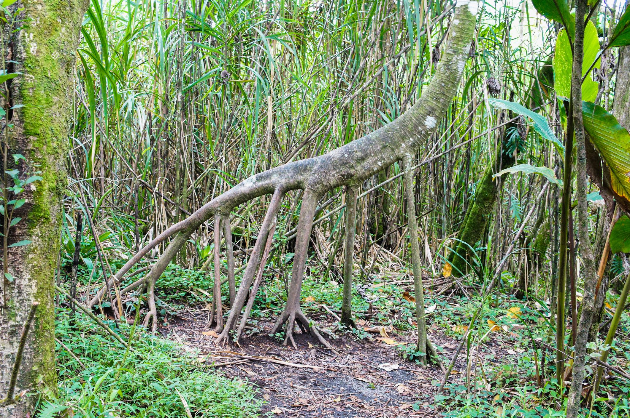 Socratea exorrhiza, the walking tree in a jungle in Costa Rica