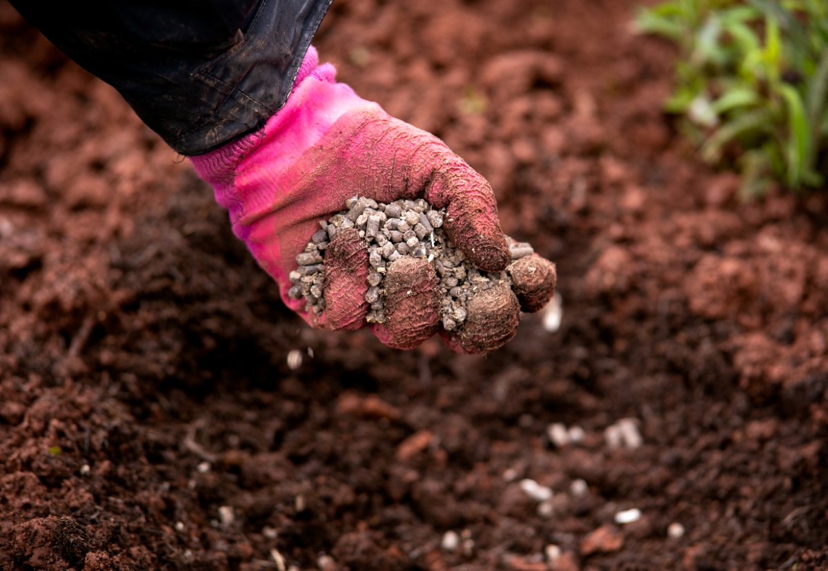 Person adding pellet fertilizer in soil