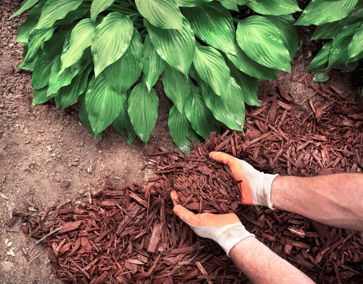 Gloved hands holding mulch near green plant