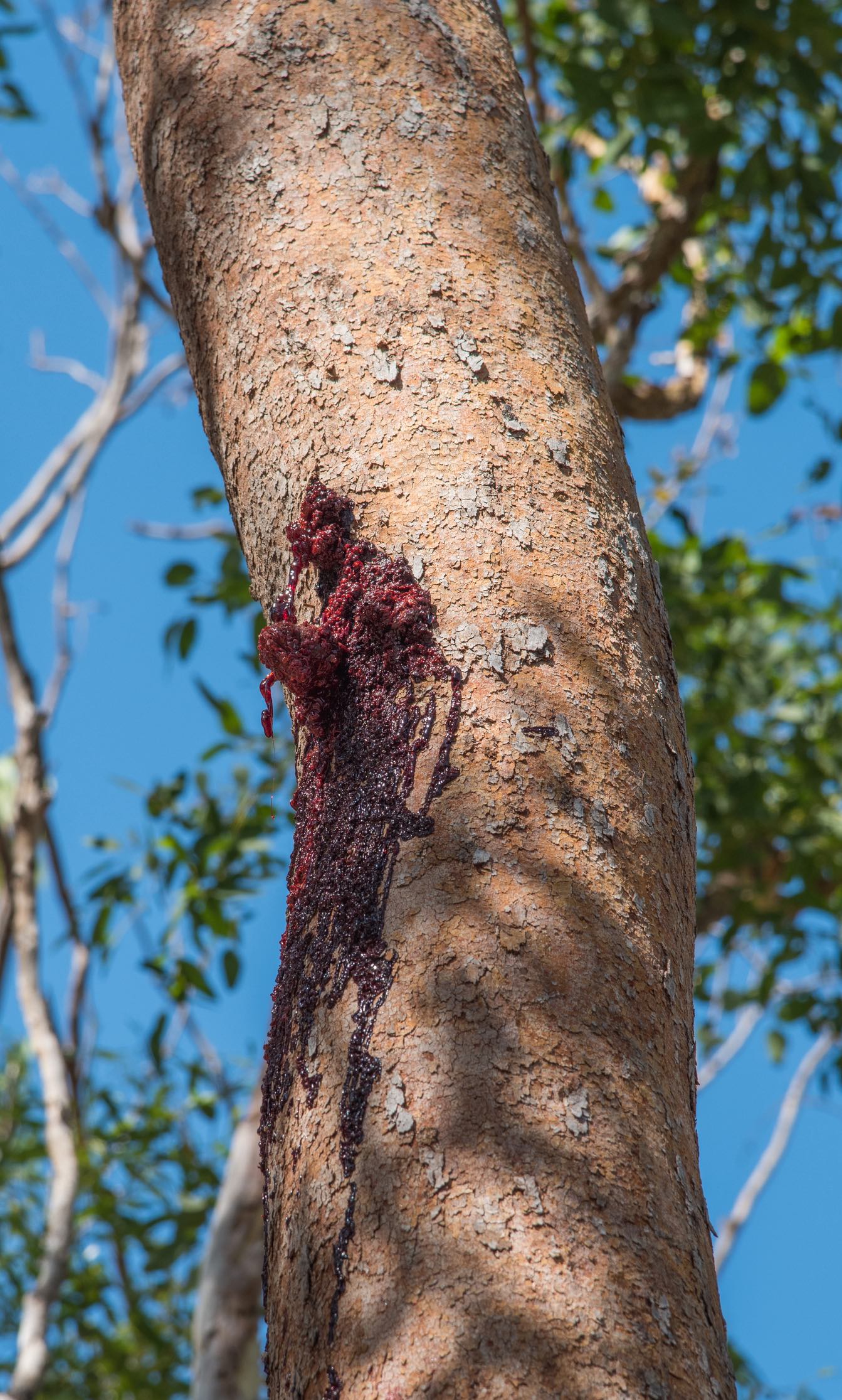Closeup of bloodwood tree with trunk oozing the vivid red sap on a sunny day in Darwin, Australia