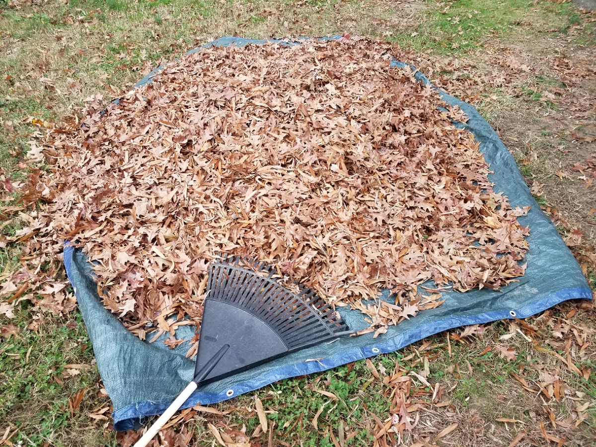 Raking leaves on to tarp
