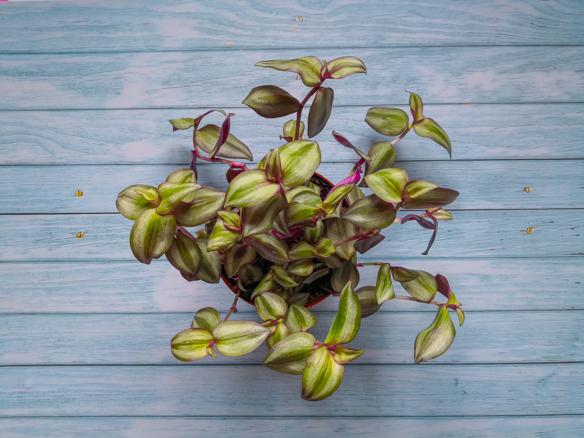 Inch plant with primarily green leaves with red edges in a pot seated on a blue wooden background.