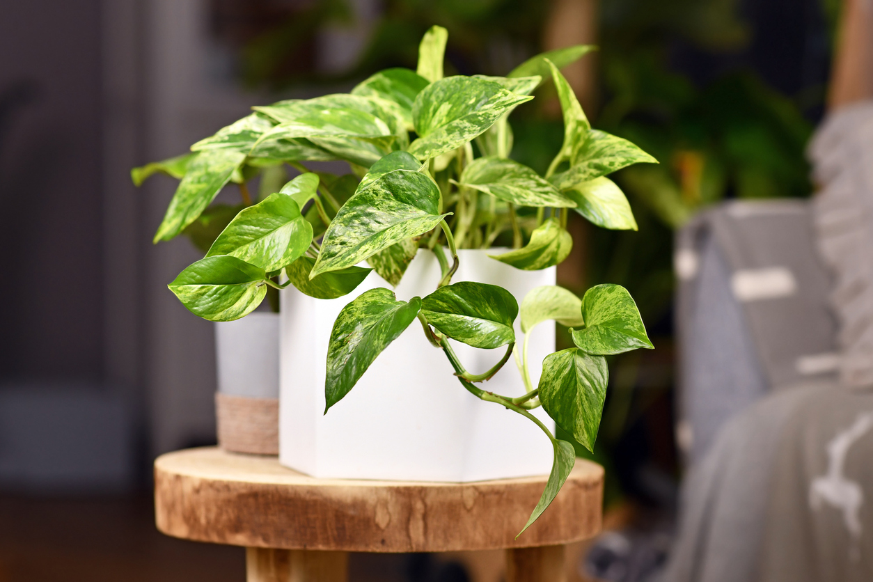Small Devil's Ivy plant in white ceramic pots on wooden stool.