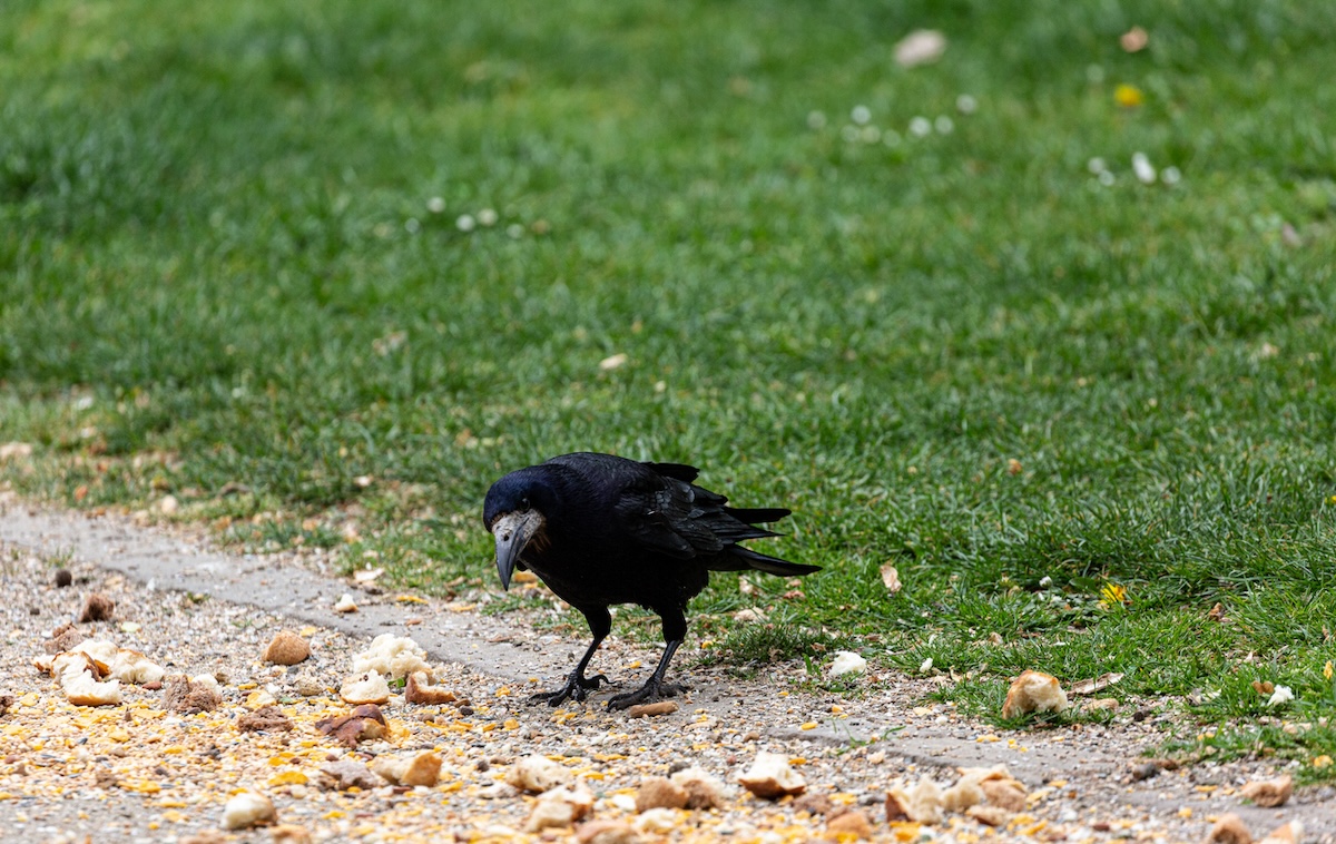 A crow eating spilled bird seed on the ground in a residential yard.