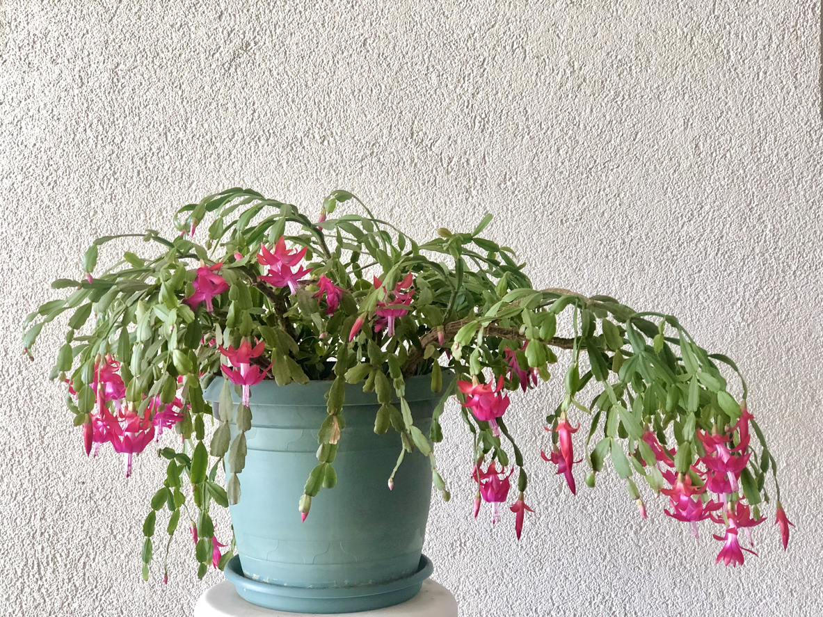 Budding Christmas cactus with pink flowers at end of lengthy green vines in blue ceramic pot.