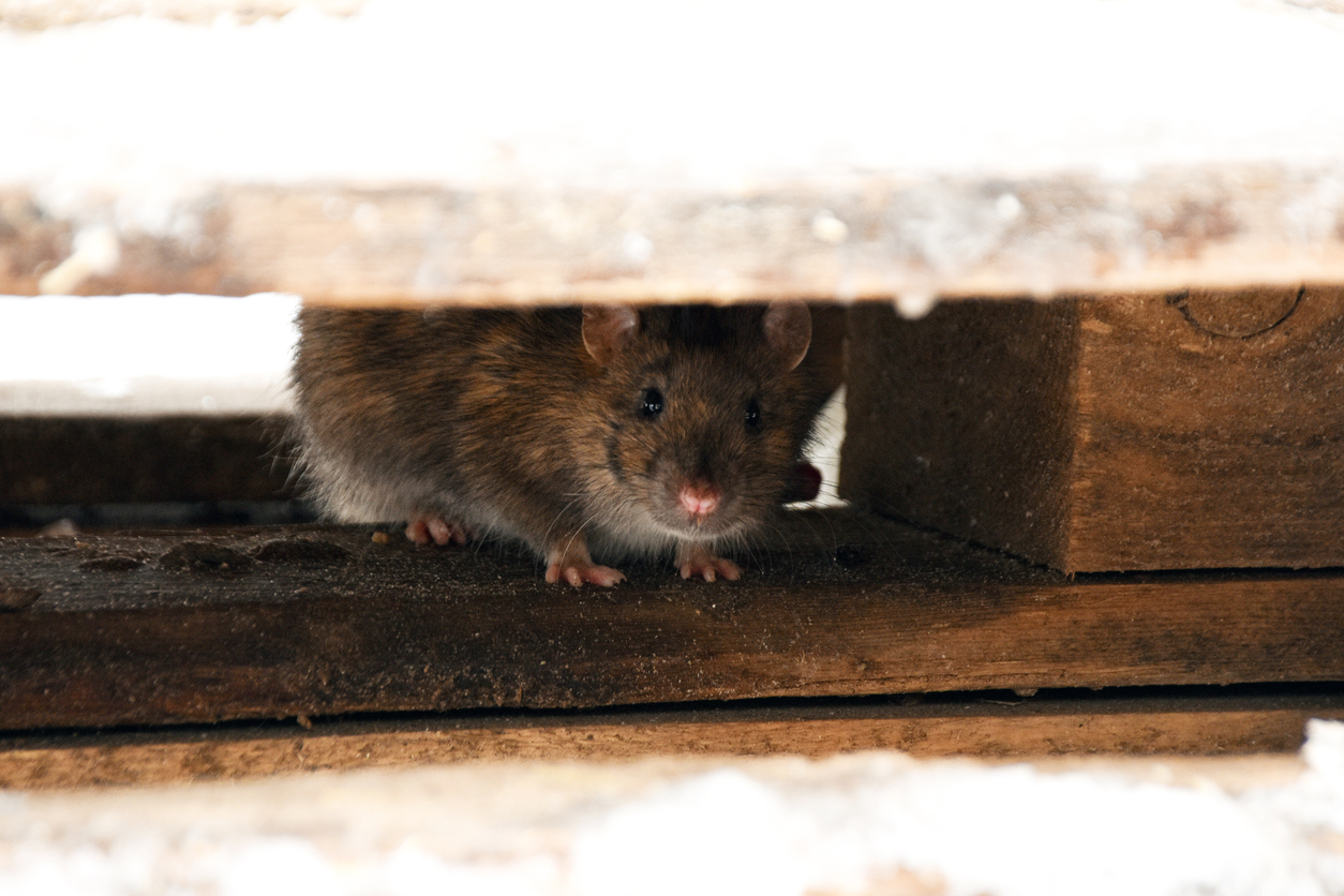 A rat hides in a house under wooden planks and looks out.