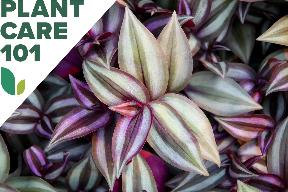 A group of inch plants with a Plant Care 101 graphic overlay.