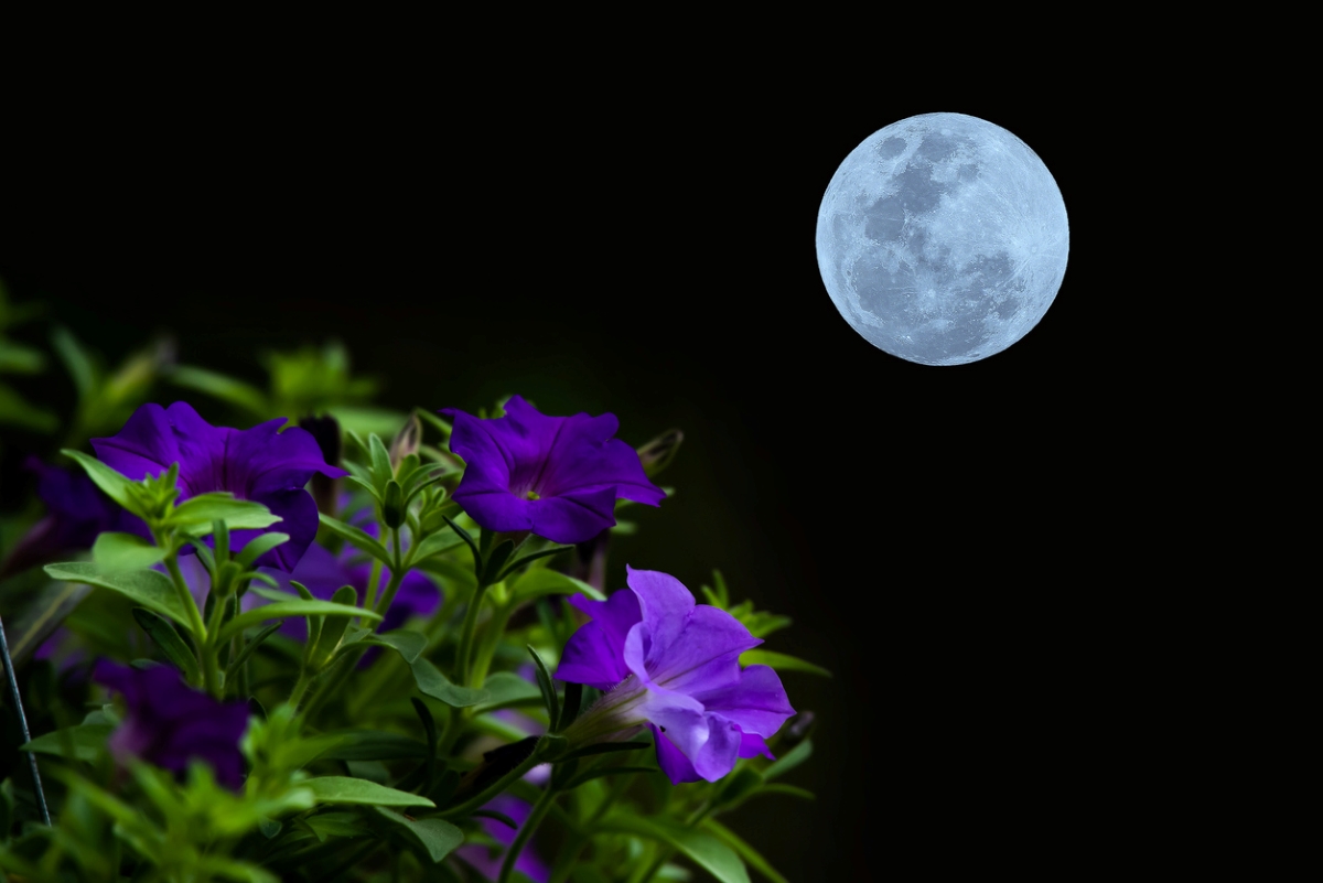 Purple flowers blooming under moon.