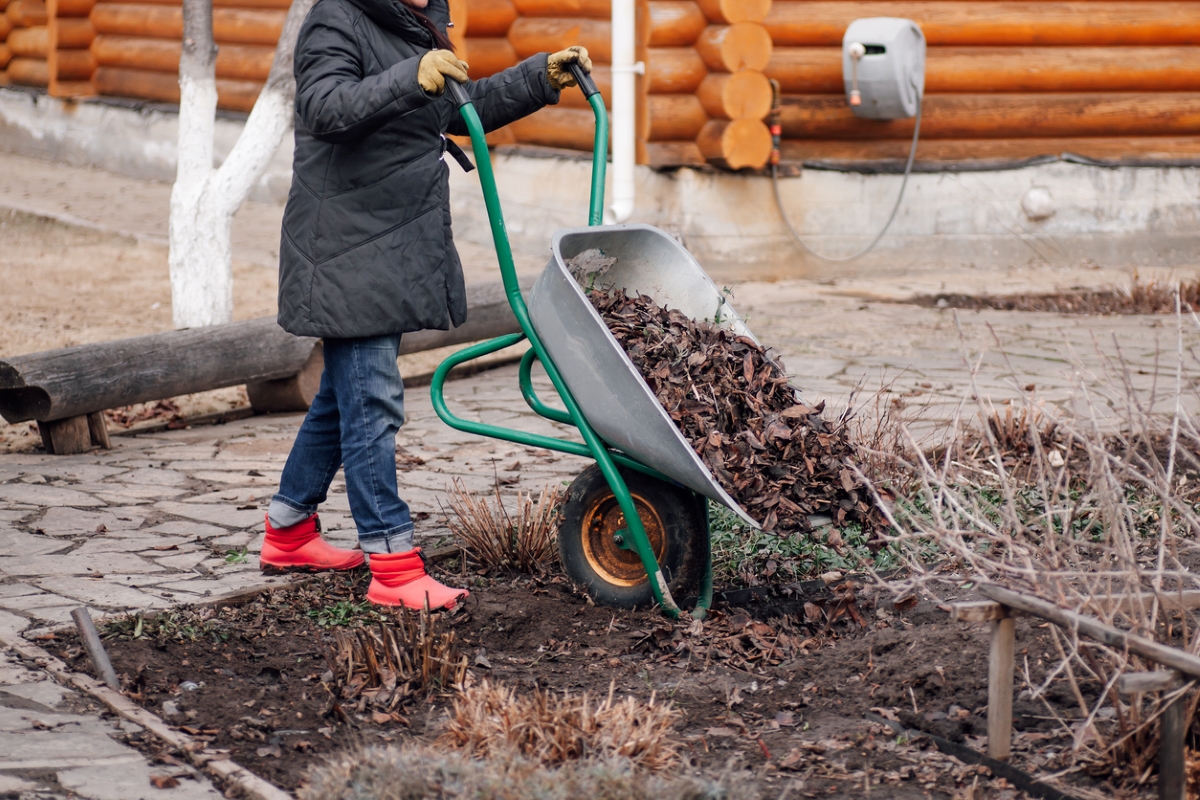 Woman using wheelbarrow to move leaves to garden