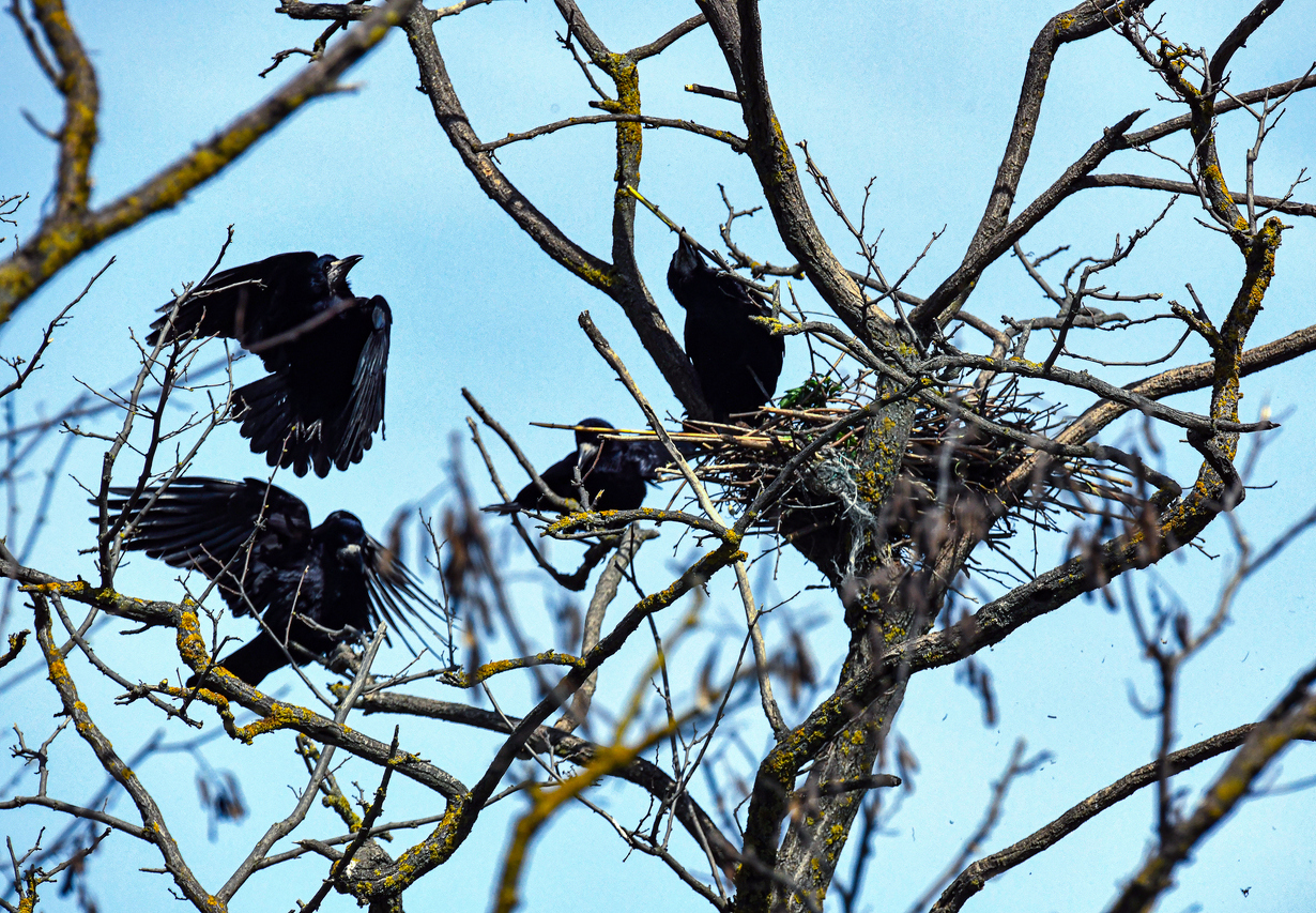 Crows on the tree making nest