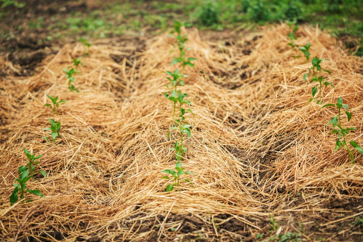 A garden bed using pine straw mulch.