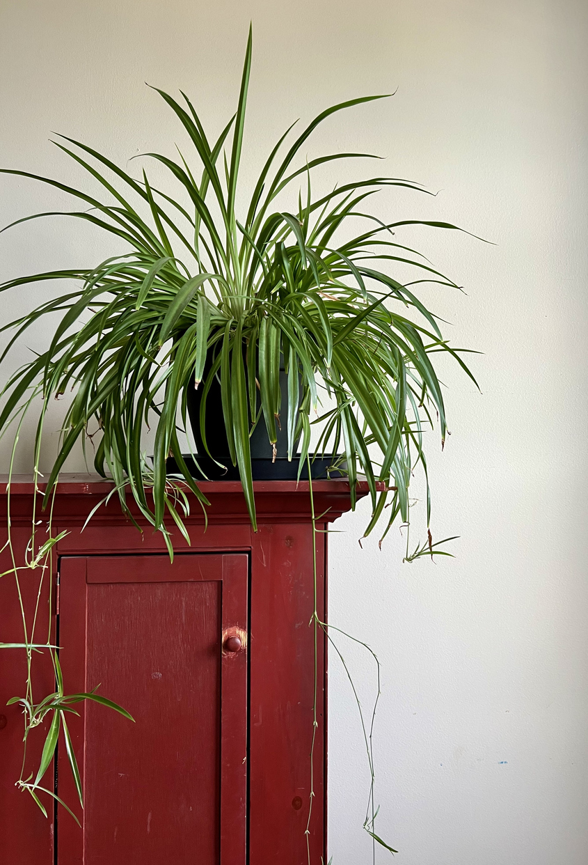 Large white and green spider plant in black pot sitting atop of red dresser.