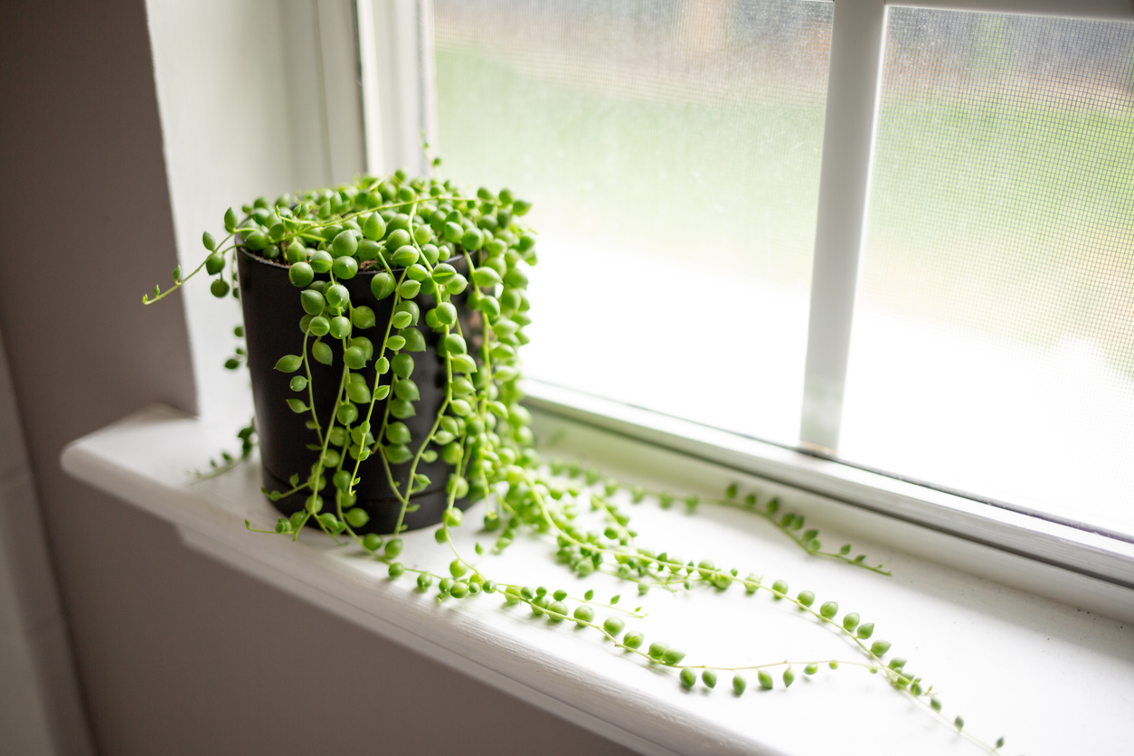 Bright green string of pearls plant in black pot sits on white windowsill.