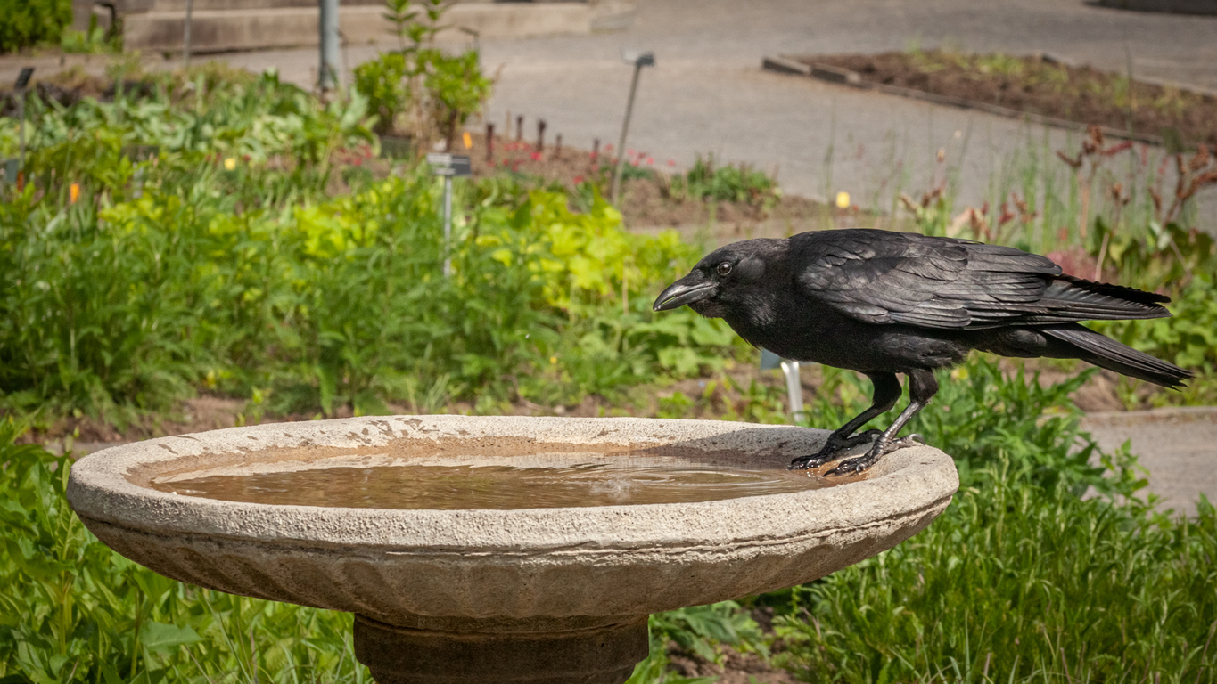 An american crow came to drink on a water trough in a garden.