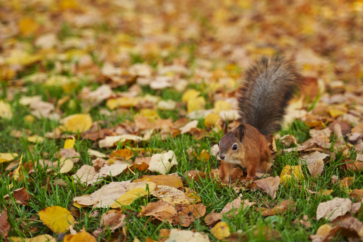 Squirrel enjoying leaves on yard