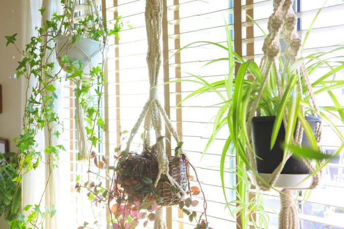 three houseplants hanging from the ceiling in baskets