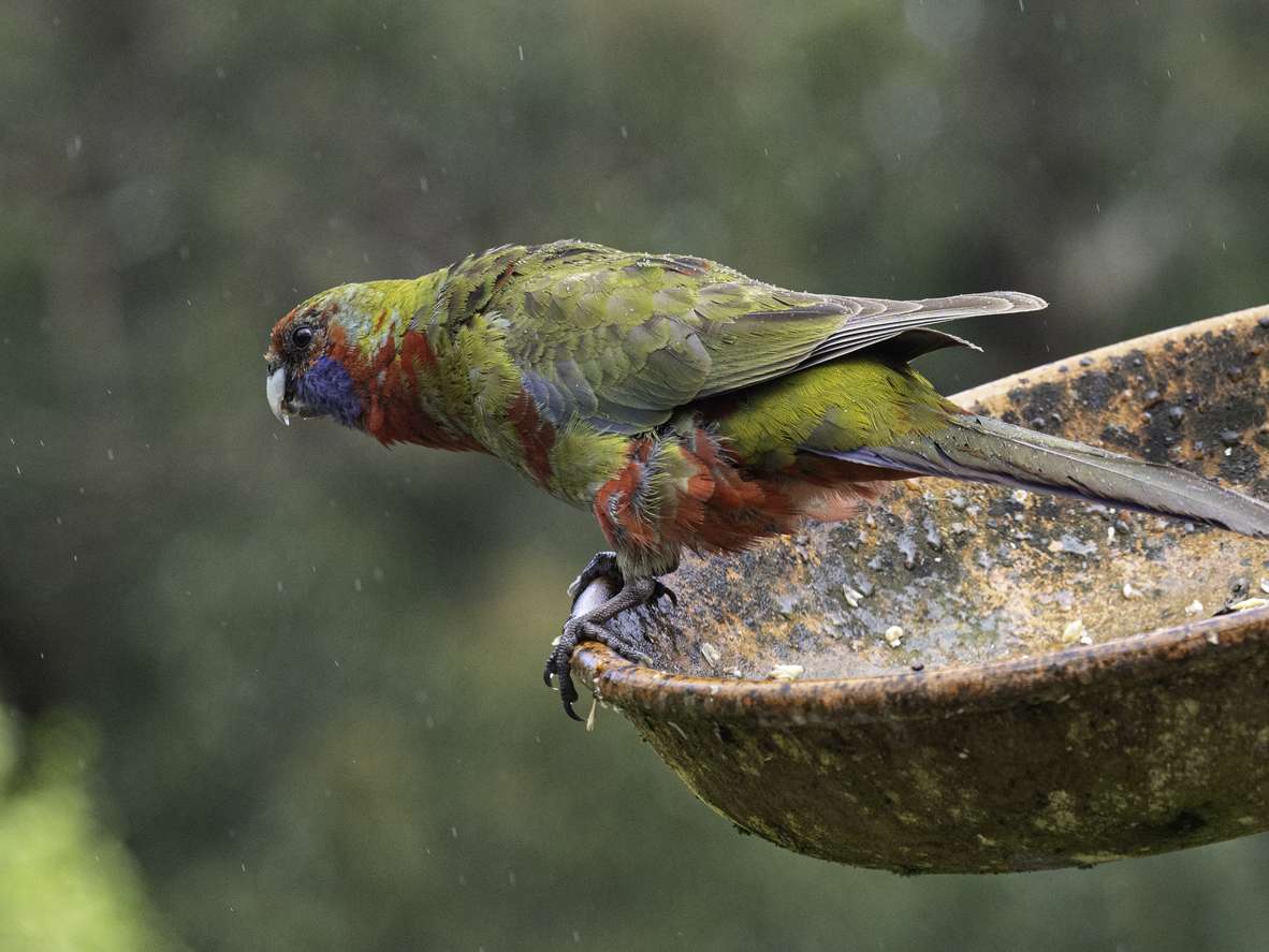 A close up of a colorful bird perched on a birdbath.