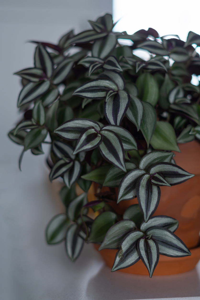A green and purple inch plant grows in a tall terracotta planter.