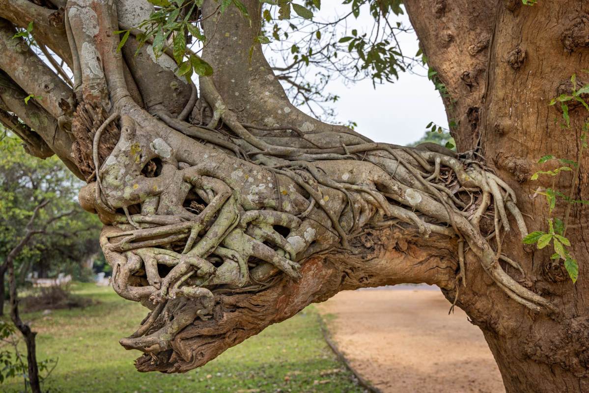 Tree Eyes and Bloody Bark: Creepy Tree Features and What They Mean