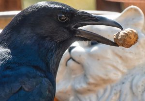 Close up of crow eating a peanut