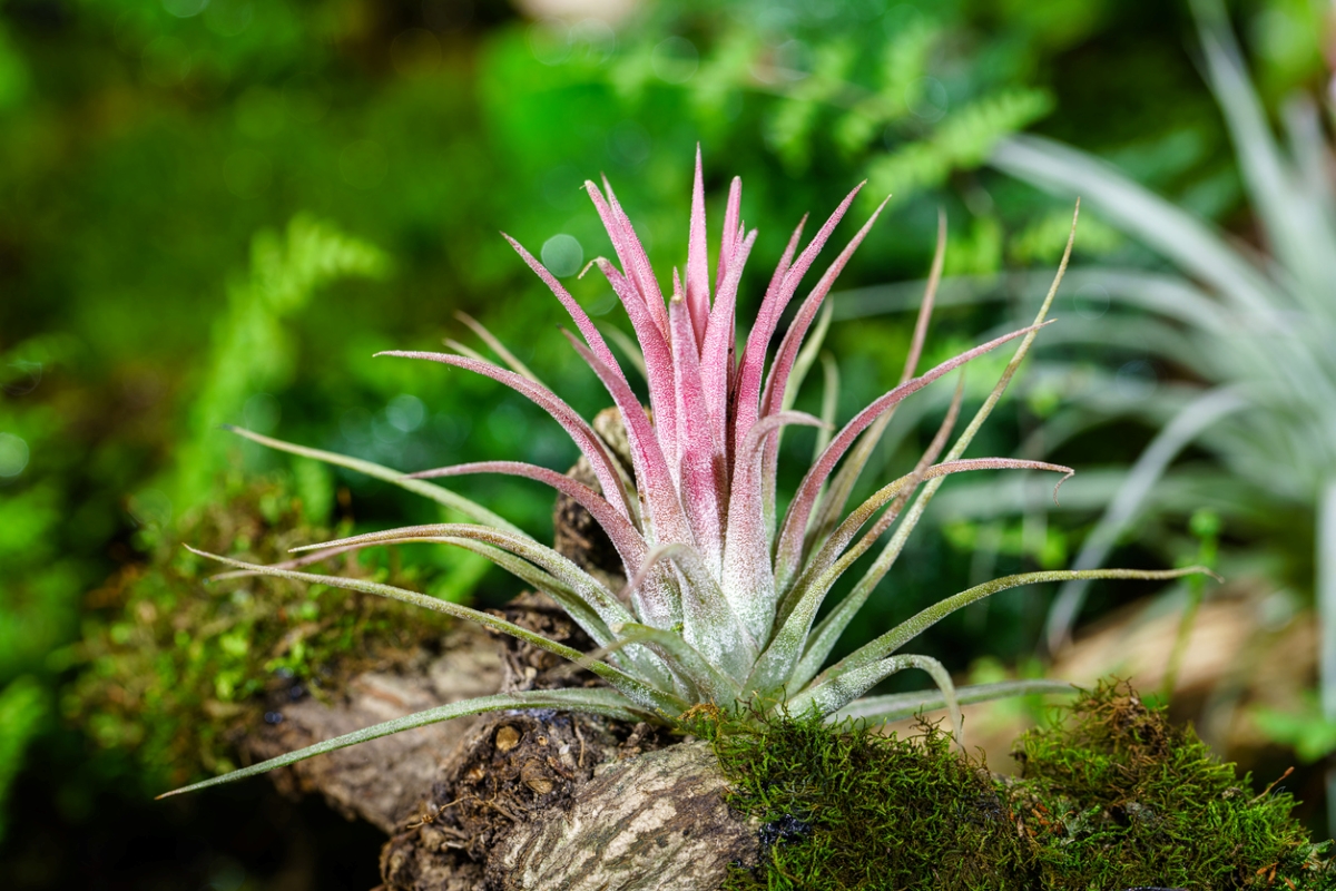 Air plant with pink tips.