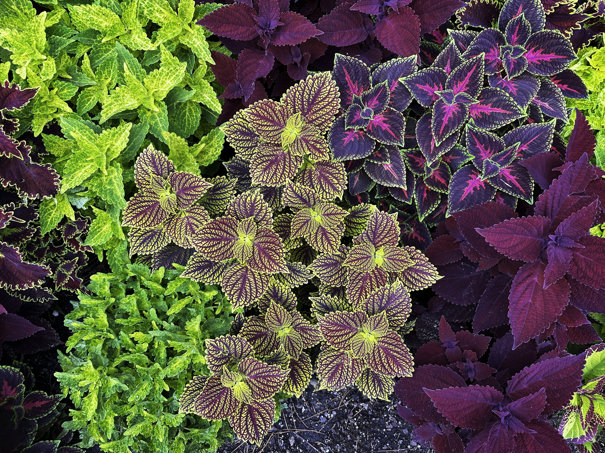 A-cluster-of-plants-displays-multi-colored-variegated-leaves-in-green-yellow-and-magenta.