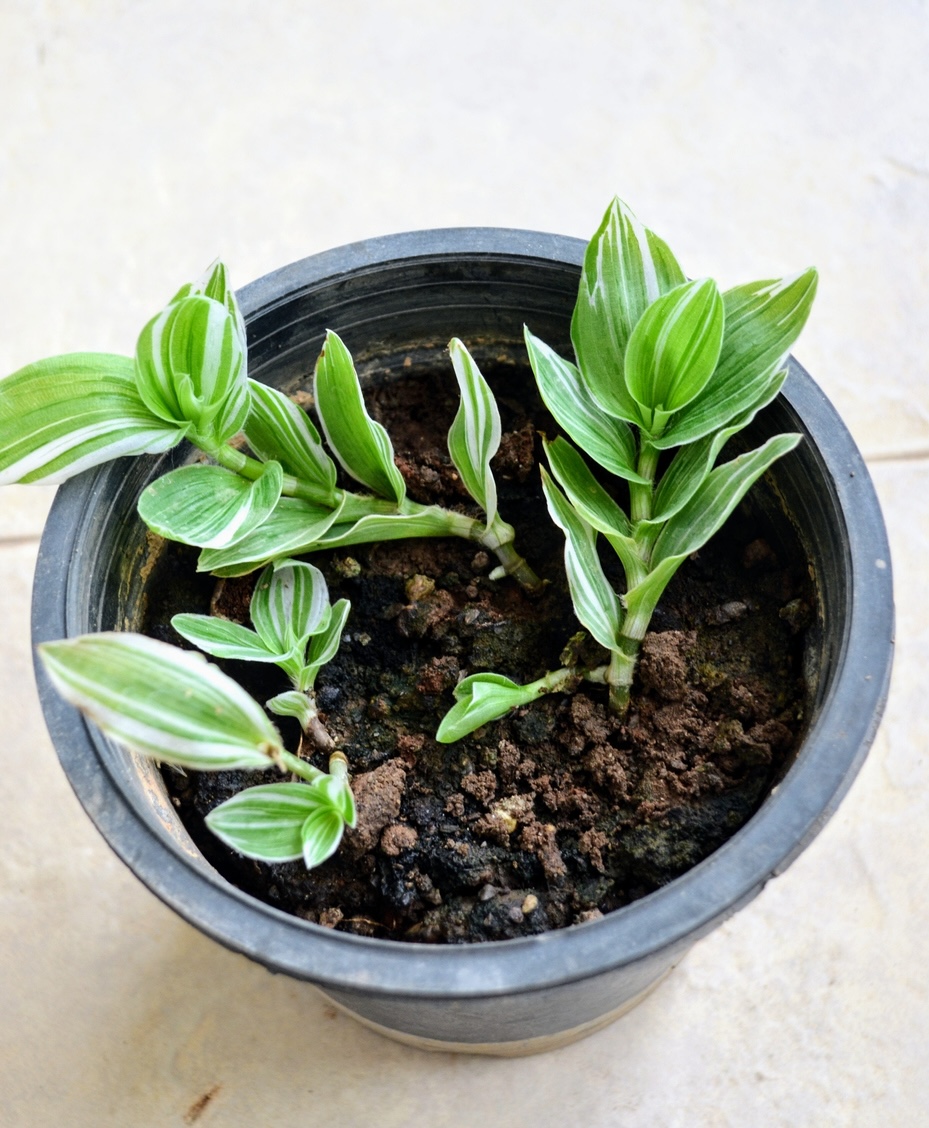 Three small inch plant propagations growing in a small pot of soil.