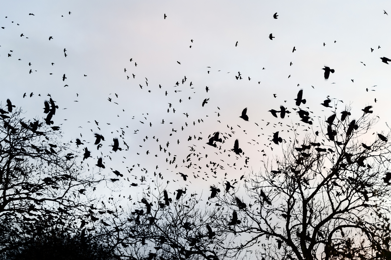 Crows gathering in bare woodland trees at twilight in winter